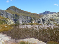 Champ de linaigrette en chemin